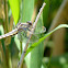dragonfly, female