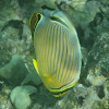 Oval Butterflyfish - kapuhili