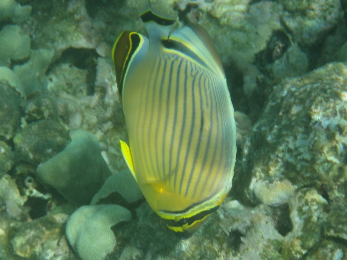 Oval Butterflyfish - kapuhili