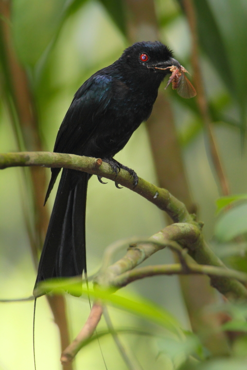 Lesser racket tailed drongo