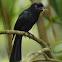Lesser racket tailed drongo