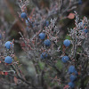 Wild Blueberries
