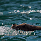 Steller's Sea Lion