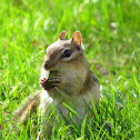 Eastern Chipmunk