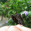 Polydamas swallowtail