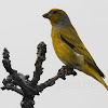 Cape canary