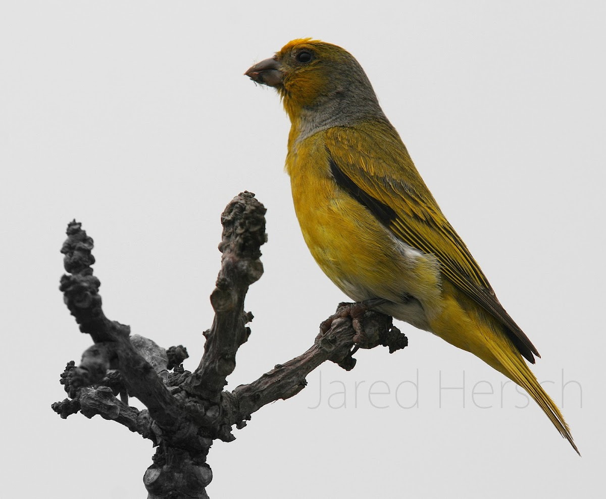 Cape canary