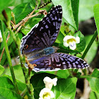 Royal Blue Pansy Butterfly