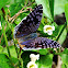 Royal Blue Pansy Butterfly