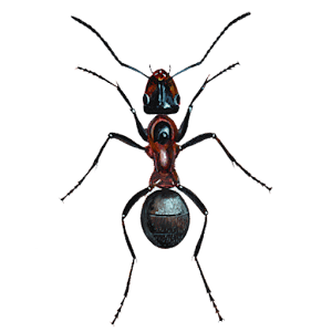 Ant.apk 1.9