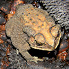 Southeast Asian toad, Asian common toad, spectacled toad