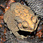 Southeast Asian toad, Asian common toad, spectacled toad