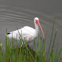 white ibis