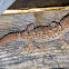 Common Wall Gecko (Ταρέντολα)