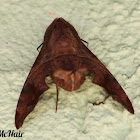 Mournful Sphinx Moth