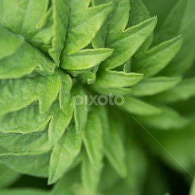 Green fractal by Maria Semelevich - Nature Up Close Leaves & Grasses