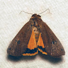 Yellow Underwing Moth