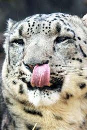 Snow Leopard Puzzle poster 3