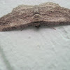Brown Bark Carpet Moth