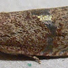 Filbertworm Moth