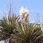 Spanish Dagger Yucca 