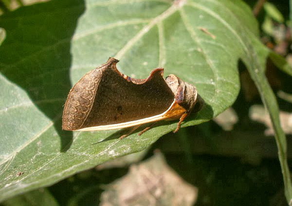 Noctuid Moth