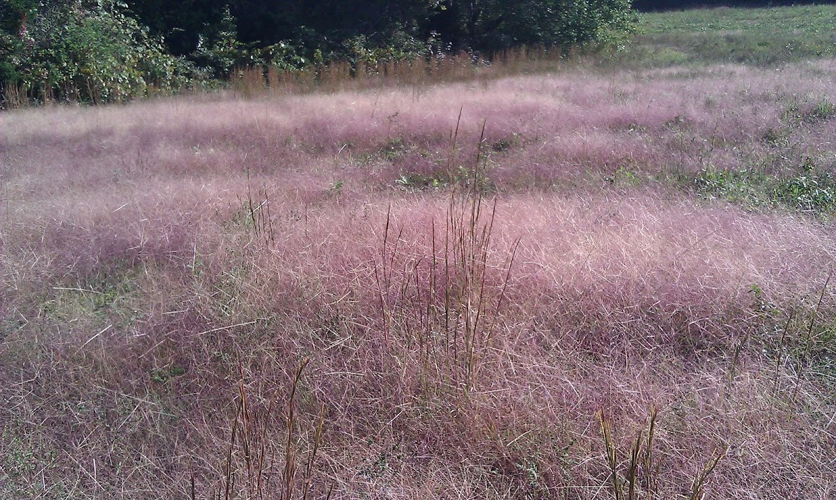 Purple lovegrass