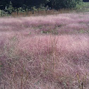 Purple lovegrass