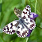 Marbled White