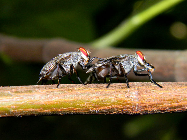 picture-winged flies