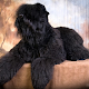 Black Russian Terriers Wallpap APK