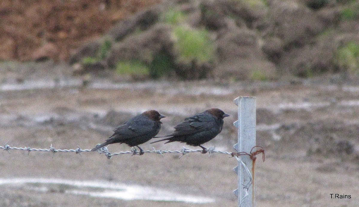 Brown-headed Cowbird