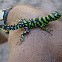 Green Thornytail Iguana