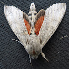 Ello sphinx moth