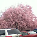 Ornamental Cherry Tree