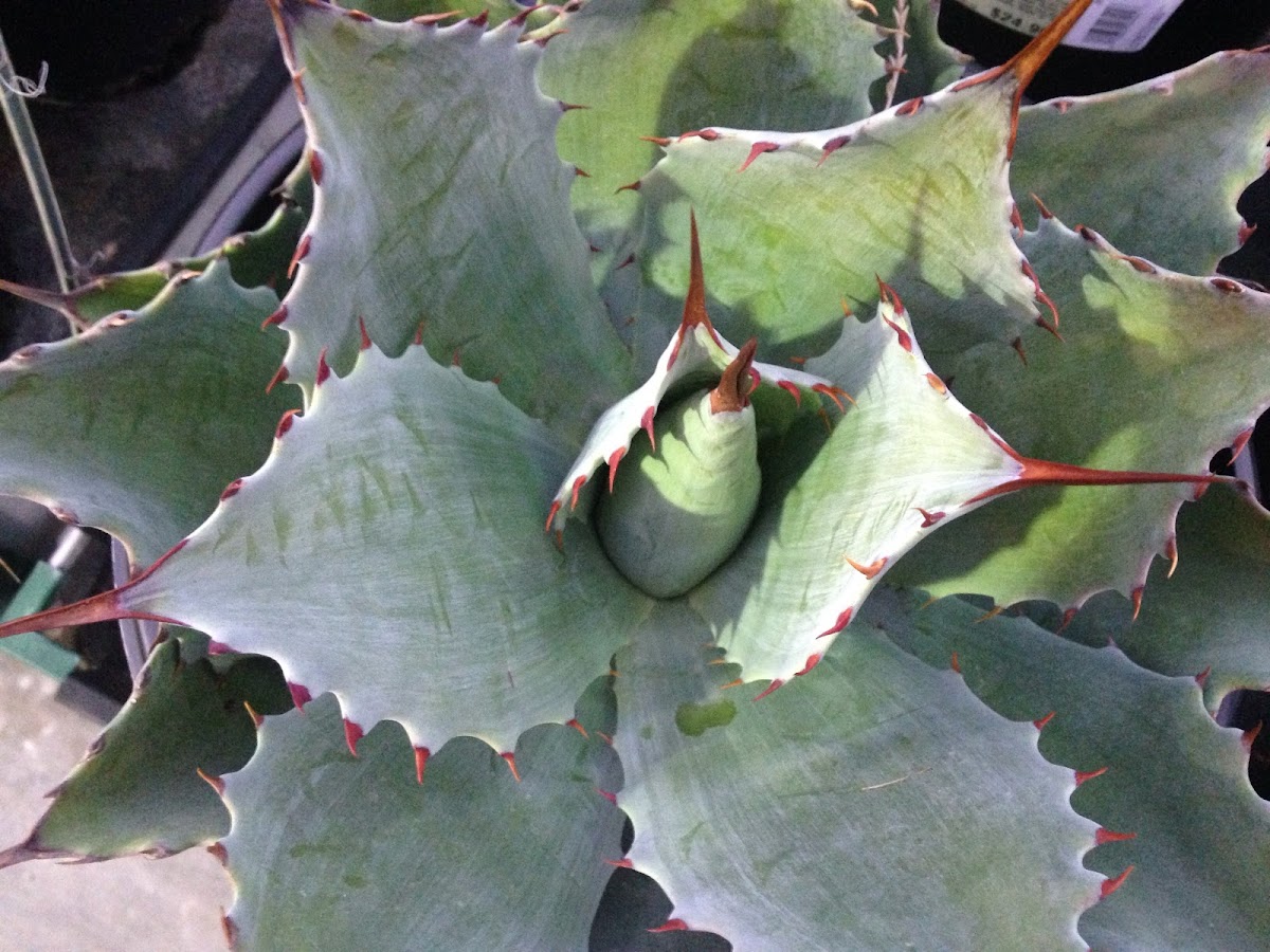 Butterfly Agave