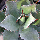 Butterfly Agave