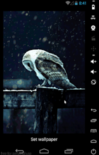 Hedwig Live Wallpaper