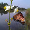 Common Arrowhead flower w/ a Queen butterfly