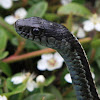 Puget Sound Garter Snake