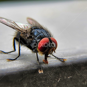 Oi, gostou das minhas sapatilhas? by Edson Leguth - Animals Insects & Spiders