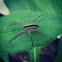 Nusery Web Spider