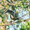 Indian Grey Hornbill