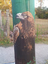 Australian Wedge-Tailed Eagle