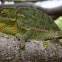 Common Flap-Neck Chameleon