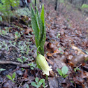 Sessile bellwort or wild oats
