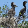 Double-crested Cormorants chicks