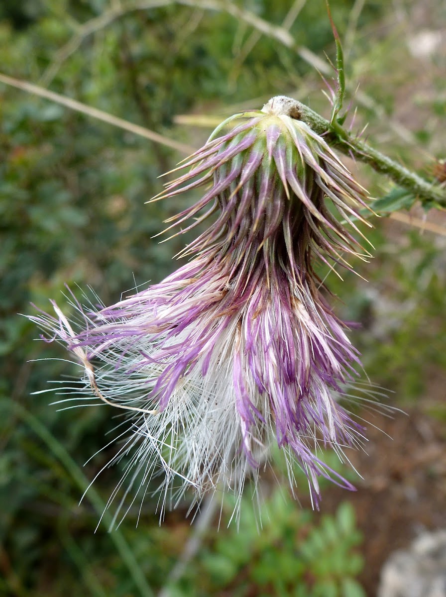 Thistle