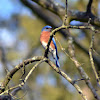 Eastern Bluebird