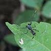 Ant-mimicking sac spider